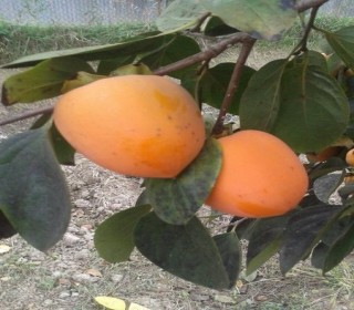 Satılır Obyekt, Göyçay.ş-2