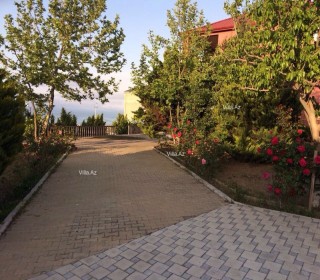 novxanida baglarin satışı, -16