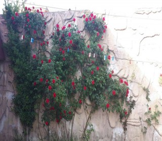 Zerife parkina ve Heyder mecidine yaxin ev almaq, -8