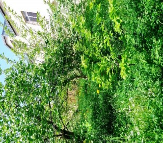 sulutepe temirli ev villa satisi, -2