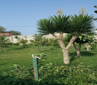 Satılır Həyət evi, Xəzər.r, Türkan-2