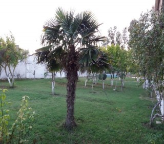 Satılır Villa, Xəzər.r, Mərdəkan-11
