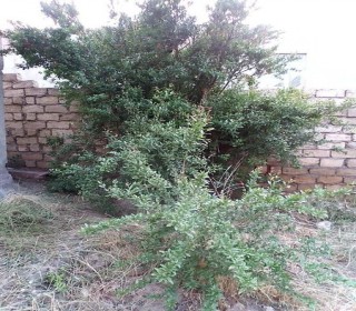 Satılır Torpaq, Binəqədi.r, Binəqədi-2