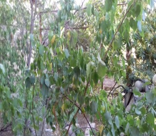 Satılır Həyət evi, Binəqədi.r, Biləcəri-3