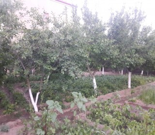 buzovnada evler, -9