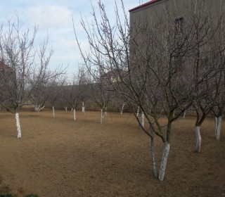 buzovnada evler, -14