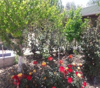 Zabrat qəsəbəsində ən gözəl yerində ev almaq. 9 sot, -2