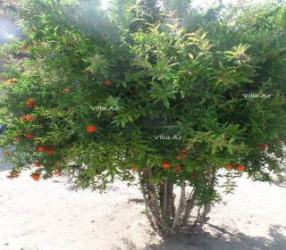 Satılır Villa, Sabunçu.r, Bilgəh-6