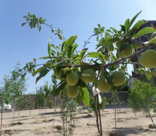 Satılır Villa, Sabunçu.r, Bilgəh-9
