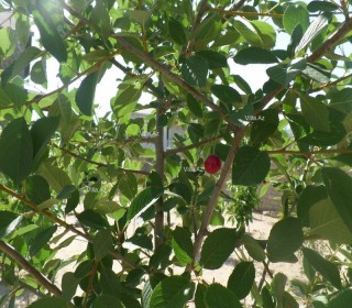 Satılır Villa, Sabunçu.r, Bilgəh-10