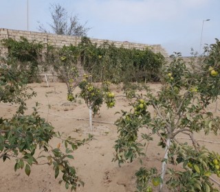 Satılır Həyət evi, Xəzər.r, Şüvəlan, Koroğlu.m-6