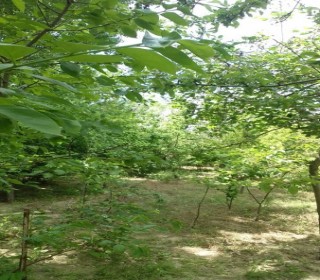 Satılır Torpaq, Səbail.r, Şıxov-5