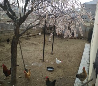 bina az.xırdalanda ucuz heyet evleri, -14