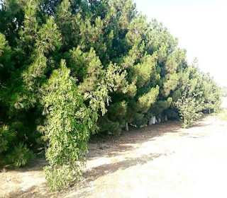 Kirayə (Aylıq) Həyət evi, Sabunçu.r-7