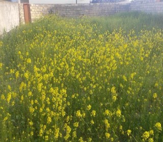 Satılır Torpaq, Abşeron.r, Novxanı-2