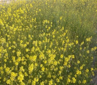 Satılır Torpaq, Abşeron.r, Novxanı-5