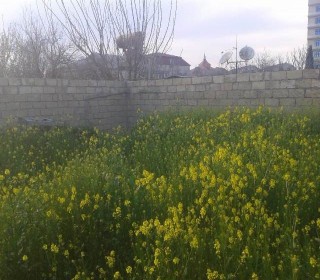 Satılır Torpaq, Abşeron.r, Novxanı-8