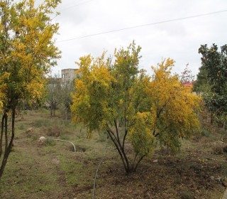 Satılır Torpaq, Abşeron.r, Novxanı, Azadlıq.m-6