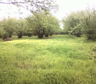 Satılır Torpaq, Qəbələ.ş-3