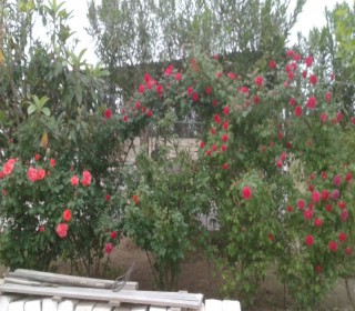 Satılır Villa, Sabunçu.r, Nardaran, Koroğlu.m-5