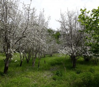 Satılır Torpaq, Qəbələ.ş-1