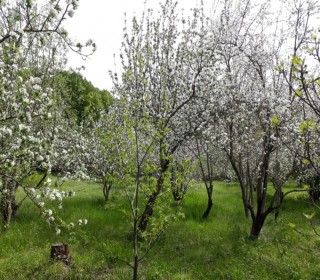 Satılır Torpaq, Qəbələ.ş-4