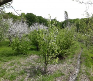Satılır Torpaq, Qəbələ.ş-5