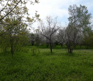 Satılır Torpaq, Qəbələ.ş-7