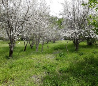 Satılır Torpaq, Qəbələ.ş-9