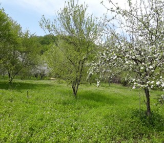 Satılır Torpaq, Qəbələ.ş-11