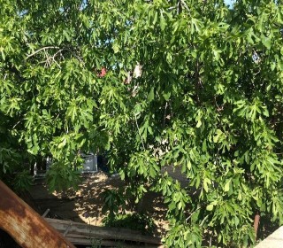 novxanida ucuz bag evleri tap az, -5