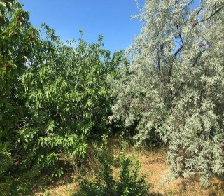 novxanida ucuz bag evleri tap az, -6