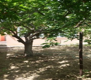 novxanida ucuz bag evleri tap az, -2