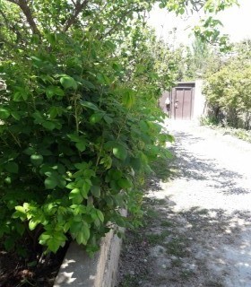 Satılır Həyət evi, Səbail.r, Badamdar-6