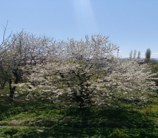 Satılır Həyət evi, Quba.ş-4