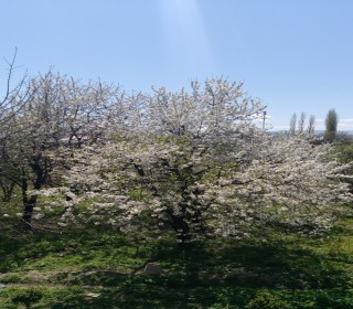 Satılır Torpaq, Quba.ş-4