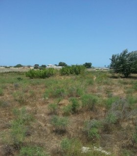 Satılır Torpaq, Sabunçu.r, Pirşağı-2