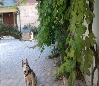 Satılır Həyət evi, -2