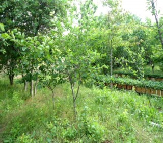 Satılır Villa, Abşeron.r, Masazır-11