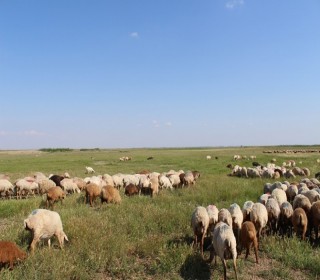 Satılır Torpaq, Ağsu.ş-7