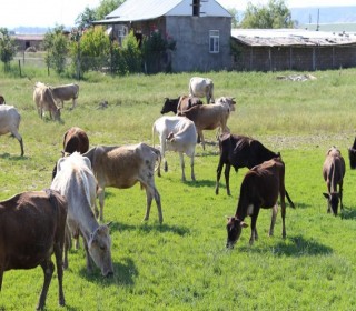 Satılır Torpaq, Ağsu.ş-8