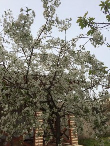 Satılır Villa, Binəqədi.r, Rəsulzadə, Nəsimi.m-20