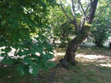 Satılır Torpaq, Qəbələ.ş-6