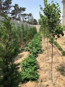 Satılır Həyət evi, Sabunçu.r, Bilgəh-17