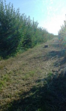 Satılır Torpaq, Xaçmaz.ş-1