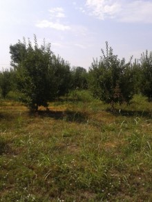 Satılır Torpaq, Xaçmaz.ş-2