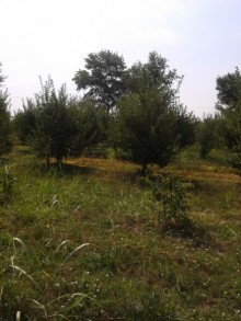 Satılır Torpaq, Xaçmaz.ş-3