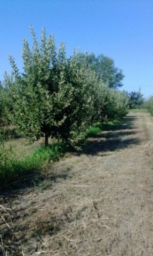 Satılır Torpaq, Xaçmaz.ş-10