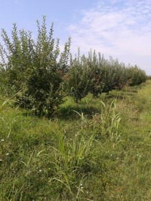 Satılır Torpaq, Xaçmaz.ş-12