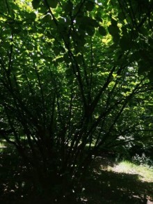 Satılır Torpaq, Qəbələ.ş-10